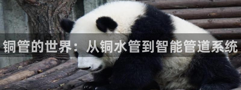 天辰娱乐线路